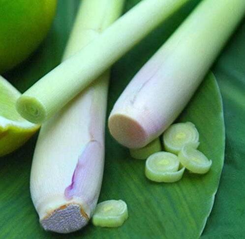 400 Lemon Grass Seeds Herb Edible Lemongrass Kitchen Vegetable Seeds