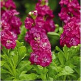 Matthiola 200 pcs -(Matthiola Incana Ten Week Mix Color) Perfume Night Scented Plants Bonsai Violet Flowers