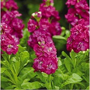 Matthiola 200 pcs -(Matthiola Incana Ten Week Mix Color) Perfume Night Scented Plants Bonsai Violet Flowers