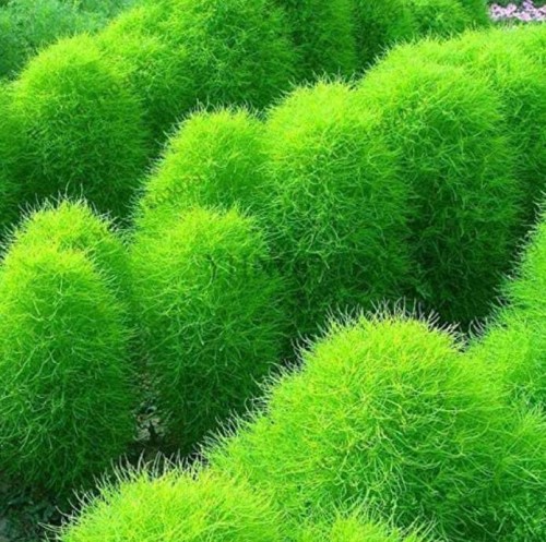 100pcs/bag Broomsedge Flores Lawn plantas Bonsai Lawn Plante, Home Garden Flowerpot Plant DIY Home Garden Decoration - (Color: 4)