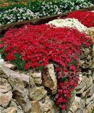 Rainbow Creeping Thyme Plants Blue Rock CRESS Plants - Perennial Ground Cover Flower,Natural Growth for Home Garden 200 Pcs/Bag