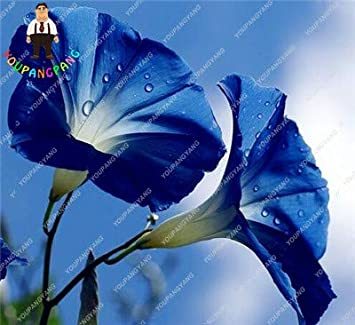 100 Pcs/Bag Morning Glory Flowers Bonsai Rare StarBlue bonsais Plantas Garden Patio Potted Plant Garden Home Decoration - (Color: Black)