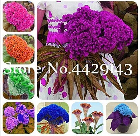 200PCS Colorful Pteris Cockscomb (Celosia Spicata) Bonsai Flowers