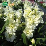 Matthiola 200 pcs -(Matthiola Incana Ten Week Mix Color) Perfume Night Scented Plants Bonsai Violet Flowers