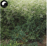 200pcs Plant Saposhnikoviae Radix Grow Bei Fang Feng