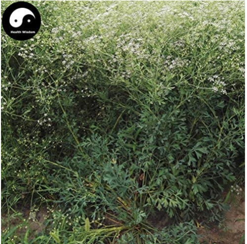 200pcs Plant Saposhnikoviae Radix Grow Bei Fang Feng