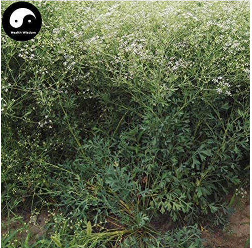 200pcs Plant Saposhnikoviae Radix Grow Bei Fang Feng