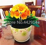 Kasuki 100 Pcs Gorgeous Clivia Bonsai (Kaffir Lily), Rare Bonsai Plants,Indoor Plant Clivia Miniata Flowers Flores for Home Garden - (Color: 8)