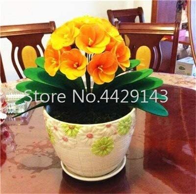 Kasuki 100 Pcs Gorgeous Clivia Bonsai (Kaffir Lily), Rare Bonsai Plants,Indoor Plant Clivia Miniata Flowers Flores for Home Garden - (Color: 8)