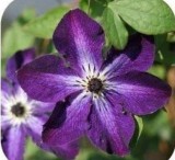 Clematis Bulbs, Clematis Mix, Clematis hybridas Climbing Plants Garden Landscaping, 50pcs