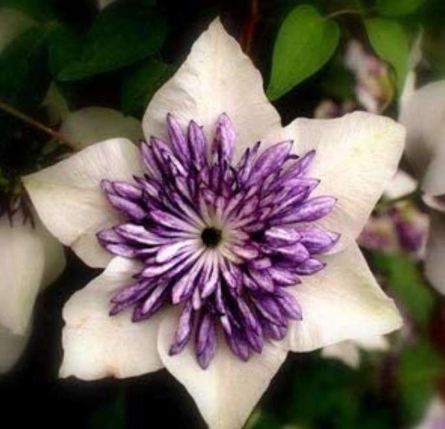 Clematis Bulbs, Clematis Mix, Clematis hybridas Climbing Plants Garden Landscaping, 50pcs
