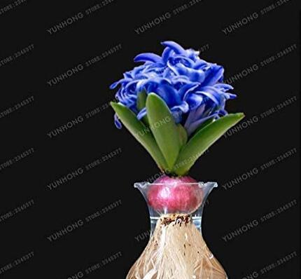 Hyacinth Bulb 1 piece