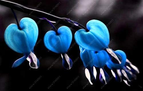 100 pcs/Bag Dicentra Spectabilis Seeds Bleeding Heart Classic Cottage Garden Plant, Heart-Shaped Flowers in Spring, Rare Orchid: 10
