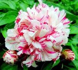 10 Pcs/Lot Paeonia Lactiflora Bonsai Heirloom Tree Peony Plant Hardy Perennial Bonsai Plant Home Garden Potted Flowers - (Color: 10)