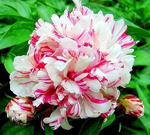 10 Pcs/Lot Paeonia Lactiflora Bonsai Heirloom Tree Peony Plant Hardy Perennial Bonsai Plant Home Garden Potted Flowers - (Color: 10)