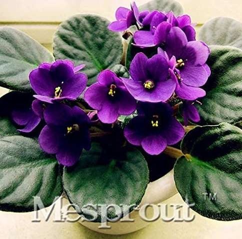 100pcs Beautiful Plant Bonsai Flower Bonsai African Red Purple Mini Blue Violet Bonsai Rare Jardin Houseplants Bonsai