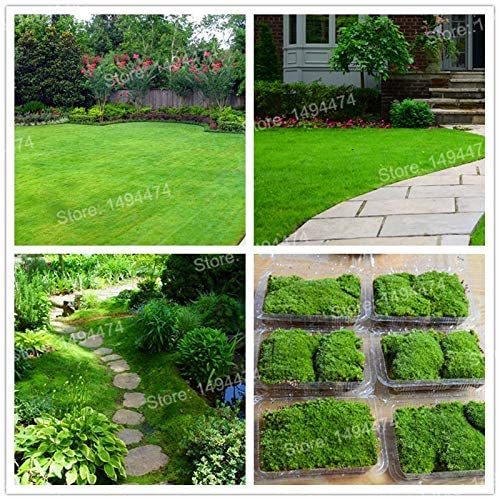 200pcs/bag Irish Moss Plants Courtyard Bonsai Plant Sagina Subulata Plantas MOX Moss floresling Plant DIY for Home Garden - (Color: Green)