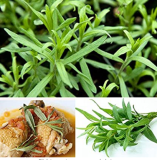 10PCS Tarragon Seed Artemisia dracunculus Seed
