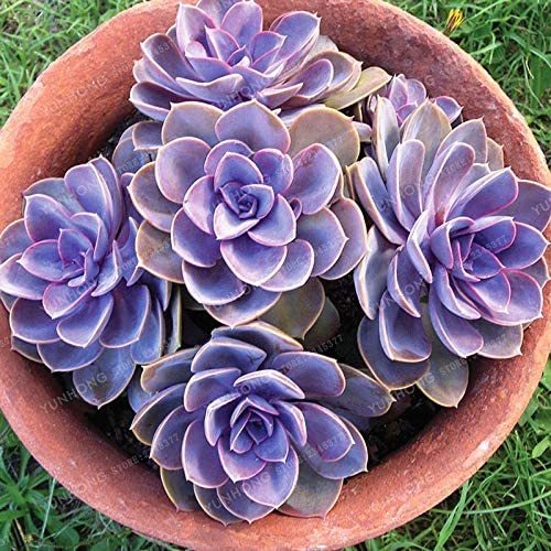 100 PCS Fresh Succulent Plant Bonsai Radiation Succulents Sedum Bonsai Echeveria Big Perle von Nurnberg Flower Bonsai