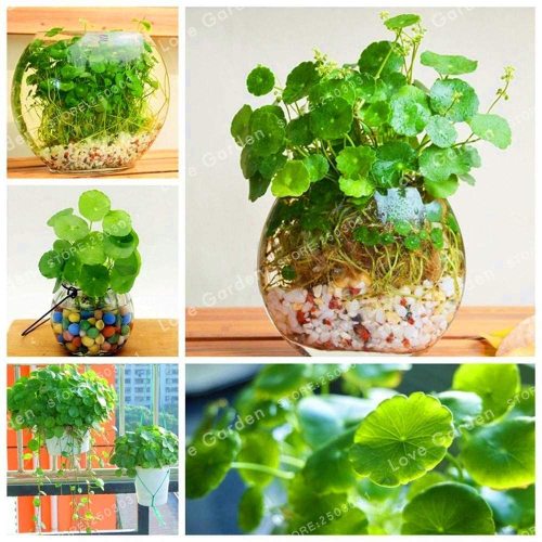 30 Pcs Hydrocotyle Vulgaris Aquatic Plants Money Grass Coins Grass Bonsai Plant for Home Garden Easy to Grow