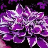 200PCS Hosta Plant Seeds Perennials Plantain Flower Bonsai Rare Lily Fowers
