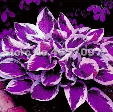 200PCS Hosta Plant Seeds Perennials Plantain Flower Bonsai Rare Lily Fowers