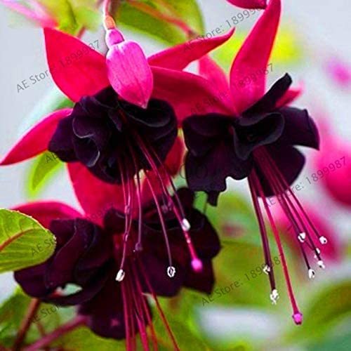 100pcs Loss Promotion!Purple Double Petals Fuchsia Flores Bonsai Potted Flower plantas Indoor Plants Flowers for Home Garden Decoration - (Color: QC340MxT6)