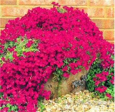 500 pcs Creeping Thyme Bonsai or Blue Rock CRESS Plant - Perennial Ground Cover Flower Flores,Natural Growth for Home Garden - (Color: 10)