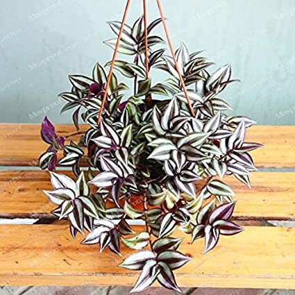100 Pcs Rare Japanese Zebrina Pendula Schnizl Bonsai Indoor Bonsai Tree Office Desk & Garden Ornamental Fresh The Air