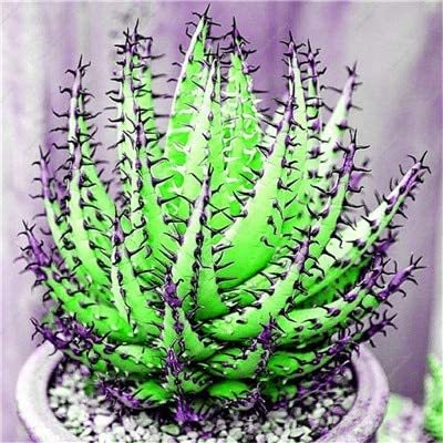 200 Pcs Rainbow Aloe Bonsai Mixed Excellent Succulent Plants Aloe Vera Plants Succulentas Rare Flower Plants Home Garden Bonsai - (Color: 14)