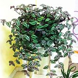 100 Pcs Zebrina pendula Schnizl Bonsai Garden Perennial Plants Rare Beautiful Grass Bonsai for Home Flower Pot Planters - (Color: 1)