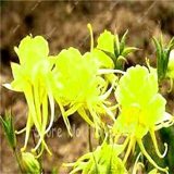 100 pcs Mixed Aquilegia Double Bonsai, Aquilegia Columbine Flowers Garden 24 Color Beautiful Plants for Home Garden Planting
