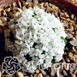 Rare Androsace Bonsai Garden Plants do Flower for Home Garden Perennial Ground Cover Garden Decoration Flower 100pcs Variety - (Color: Mix)
