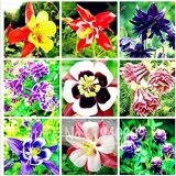 100 pcs Mixed Aquilegia Double Bonsai, Aquilegia Columbine Flowers Garden 24 Color Beautiful Plants for Home Garden Planting