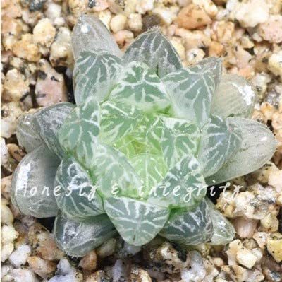 100 Pcs Rainbow YuLu Bonsai, Potted Succulents Fleshy Shining Green Plants Haworthia Cooperi Yulu Flower Bonsai Lithops Pseudotr - (Color: 22)