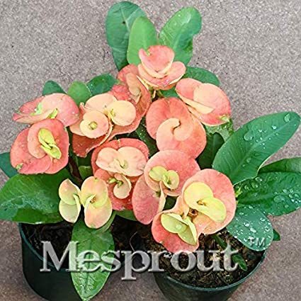 100PCS Rare Euphorbia Milii Hybrid Plant Bonsai Potted Bonsai Plants Euphorbia Milii Flower for Home Garden Perennial Bonsai - (Color: Mix)
