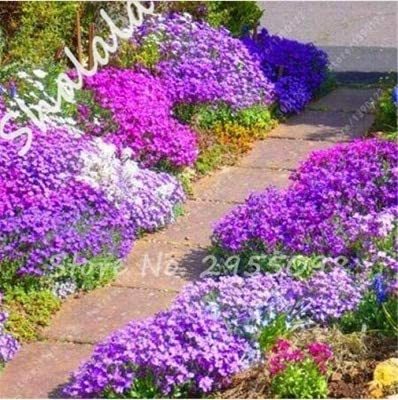 200 pcs/Bag Bonsai Rock Cress Flower Climbing Plant Creeping Thyme Flores Perennial Ground Cover Flower for Home Garden Decor - (Color: 2)