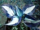 200 Pcs/Pack Beautiful Hosta Fragrant Plantain Lily Bonsai Perennial Flower Ground Cover Plant for Home Garden Ornamental
