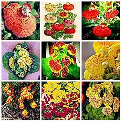 200 Pcs Bonsai Calceolaria Dicentra Spectabilis Rare Flower Home Garden DIY Bonsai Blooming Outdoor Garden Plants Easy Planting - (Color: Mixed)