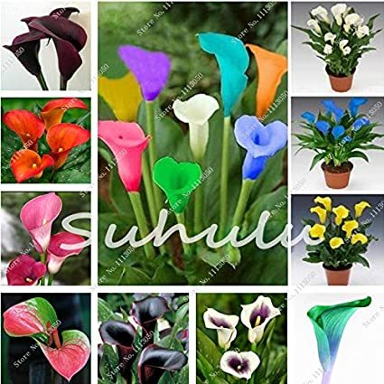 100 Pcs Calla Lily Bonsai Room Flowers Zantedeschia Aethiopica Bonsai Houseplants Home Garden Pot Plant The Budding Rate 97% - (Color: Mixed)