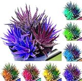 100Pcs/bag Rare Rainbow Aloe Vera Bonsai Flowers Perfect Color Succulents Plant Bonsai Plants for Home Garden semillas planta - (Color: Mixed)