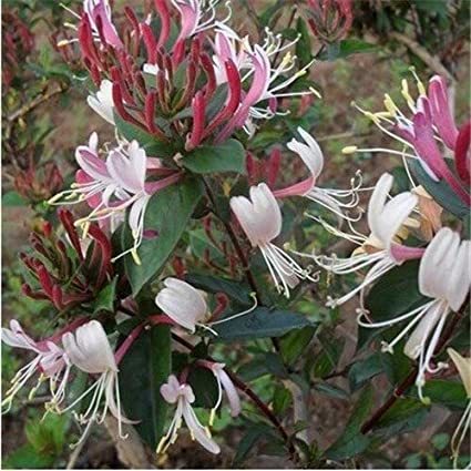 100 Pcs/Bag Rare Honeysuckle Bonsai Garden Climbing Perennial Vine Aromatic Jinyinhua Flower Bonsai Tecomaria Capensis Plant