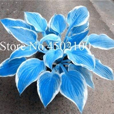 Big 200PCS Colorful Hosta Flores Bonsai Seeds, Indoor Flower Plantas