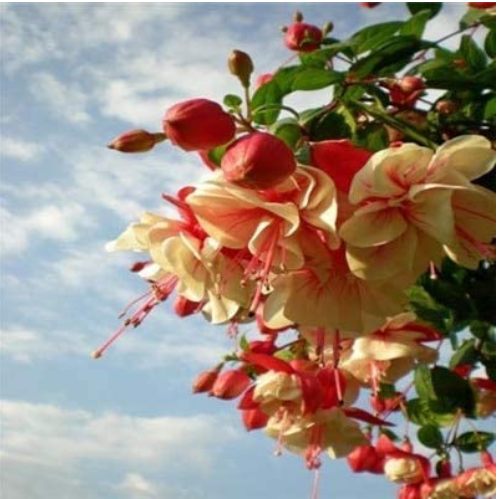 200PCS Fuchsia Bonsai Garden Balcony Lanterns Flowers Begonia Malus Spectabilis Bonsai Chinese Flowering Decorative Flower Plant - (Color: 16)