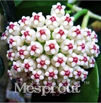 Flower Bonsai Hoya Kerrii Bonsai (December Orchid) Family Bonsai Garden Supplies 100PCS / Bag - (Color: Red)