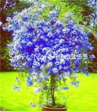 100 Pcs Plumbago Auriculata Bonsai Exotic Perennial Flowers Bonsai Home Garden Decor Plant Ceratostigma Plumbaginoides Bonsai - (Color: c)