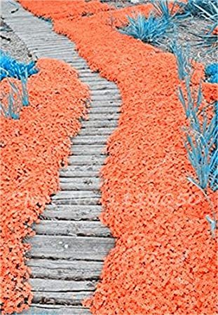 Rainbow Creeping Thyme Plants Blue Rock CRESS Plants - Perennial Ground Cover Flower,Natural Growth for Home Garden 200 Pcs/Bag