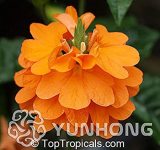 100 Pcs A Pack Rare Crossandra Infundibuliformis Grow Plant lings Bonsai Crossandra Infundibuliformis Garden Flowers Bonsai