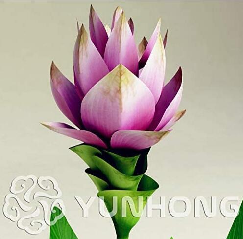 100pcs Curcuma Alismatifolia Bonsai Herb Plant Seeds