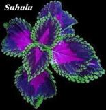 100PCS Janpanese Bonsai Coleus Plant Rainbow Dragon Foliage Plant Seeds